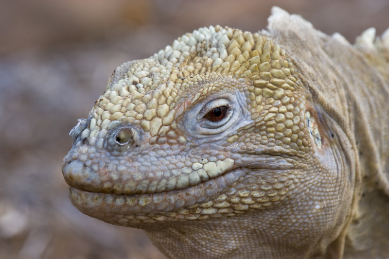 Galápagos Land Iguana